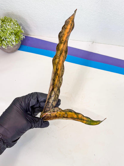 Sansevieria Kirkii Coppertone Var (8) | For Advanced Grower