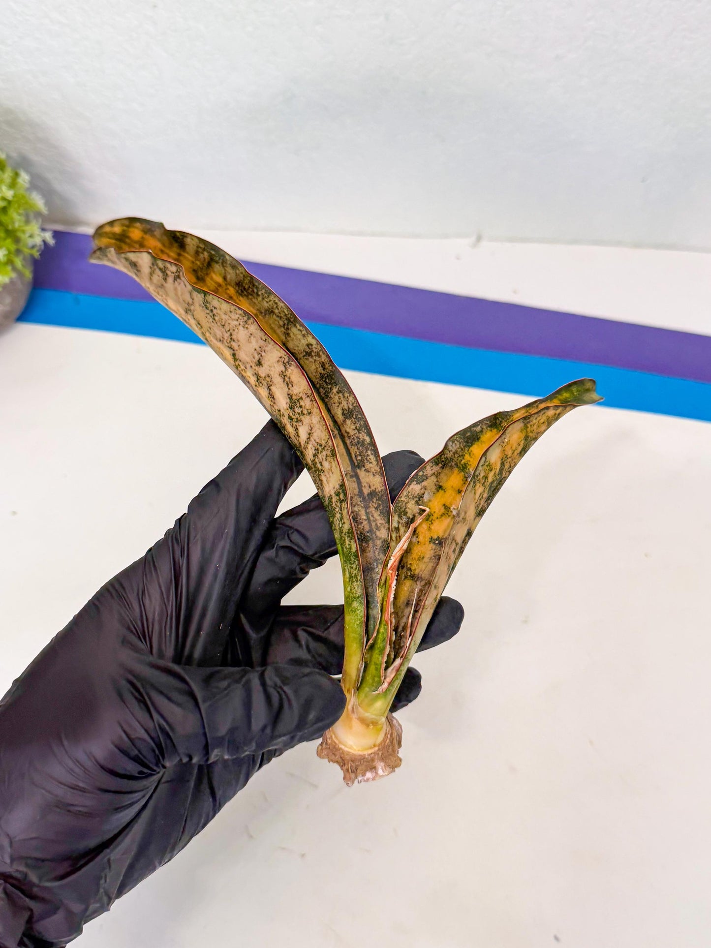 Sansevieria Kirkii Coppertone Var (8) | For Advanced Grower