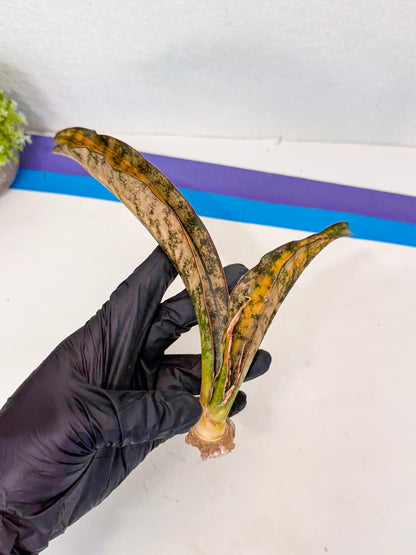 Sansevieria Kirkii Coppertone Var (8) | For Advanced Grower