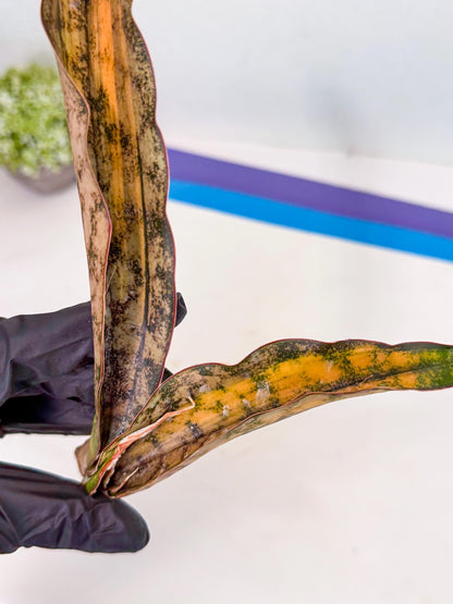 Sansevieria Kirkii Coppertone Var (8) | For Advanced Grower