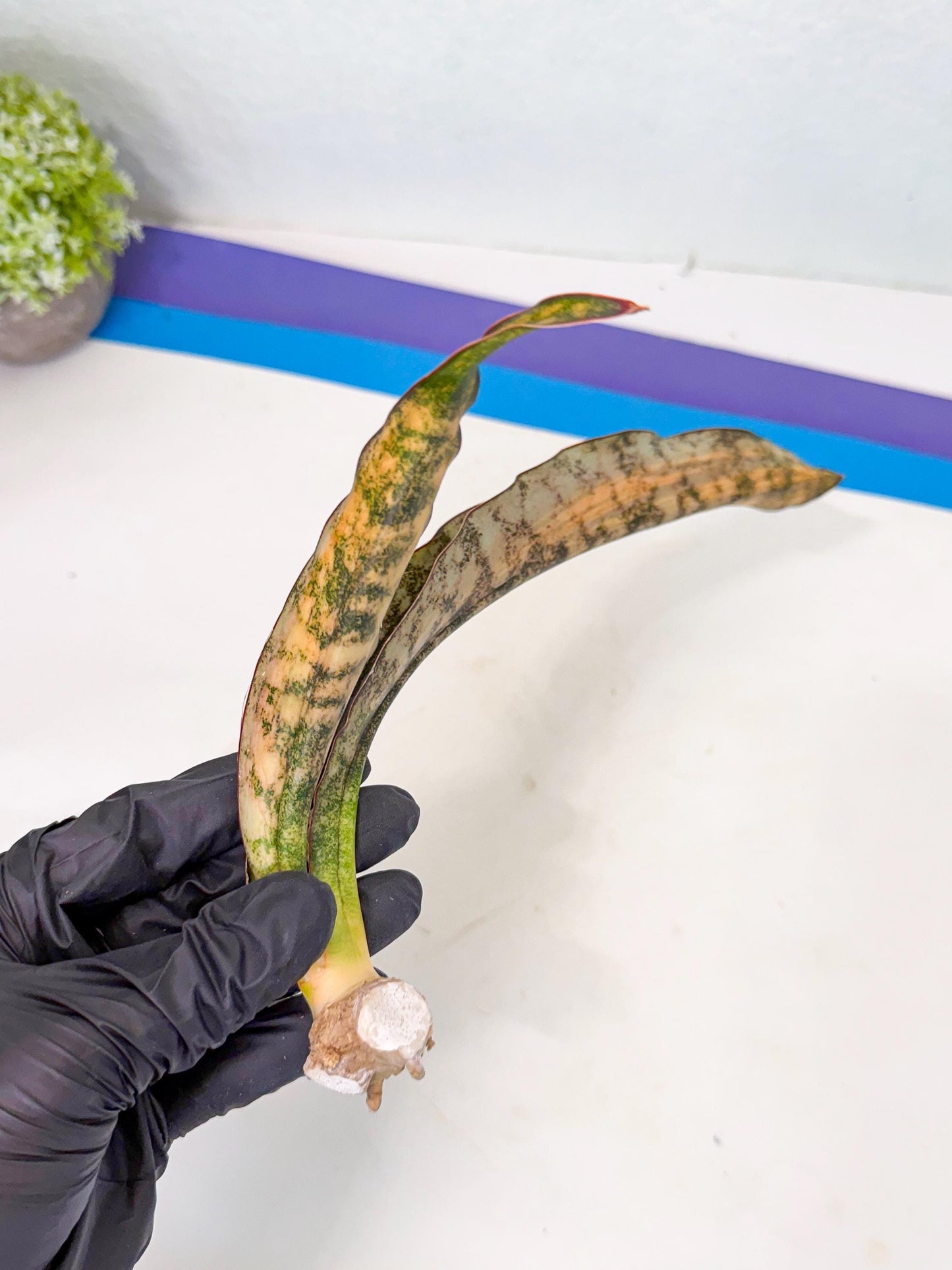 Sansevieria Kirkii Coppertone Var (8) | For Advanced Grower