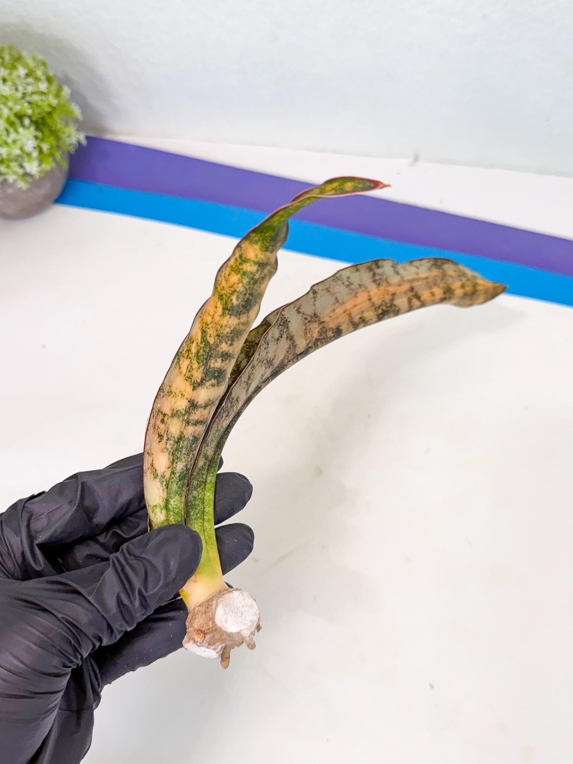 Sansevieria Kirkii Coppertone Var (8) | For Advanced Grower
