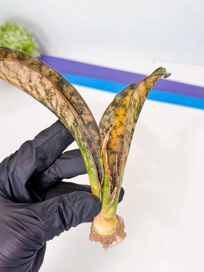 Sansevieria Kirkii Coppertone Var (8) | For Advanced Grower