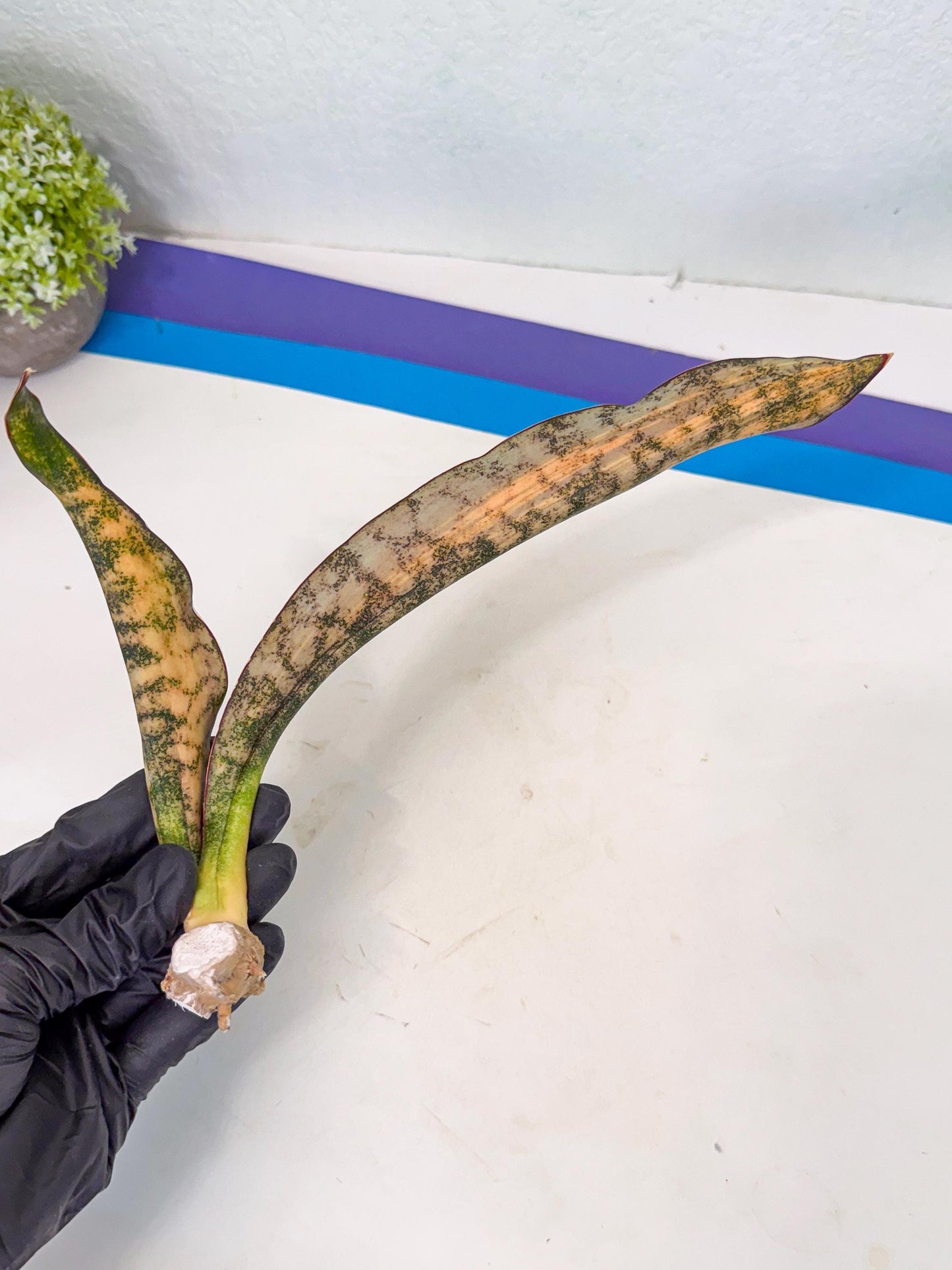 Sansevieria Kirkii Coppertone Var (8) | For Advanced Grower