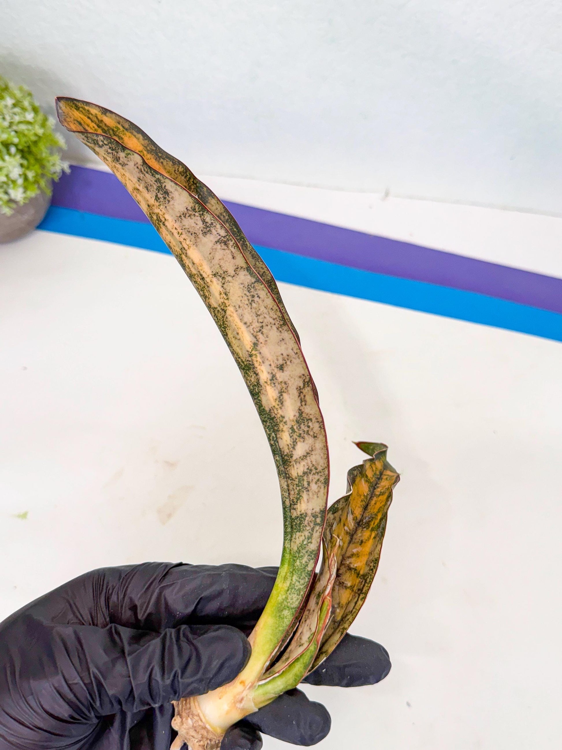 Sansevieria Kirkii Coppertone Var (8) | For Advanced Grower