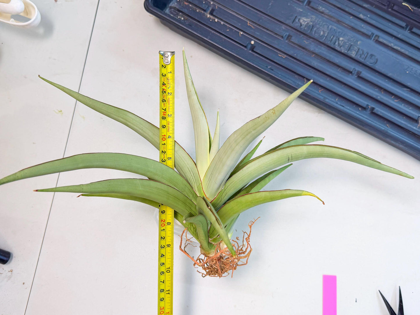 Sansevieria Chao Praya (p) | Rare Snake Plant