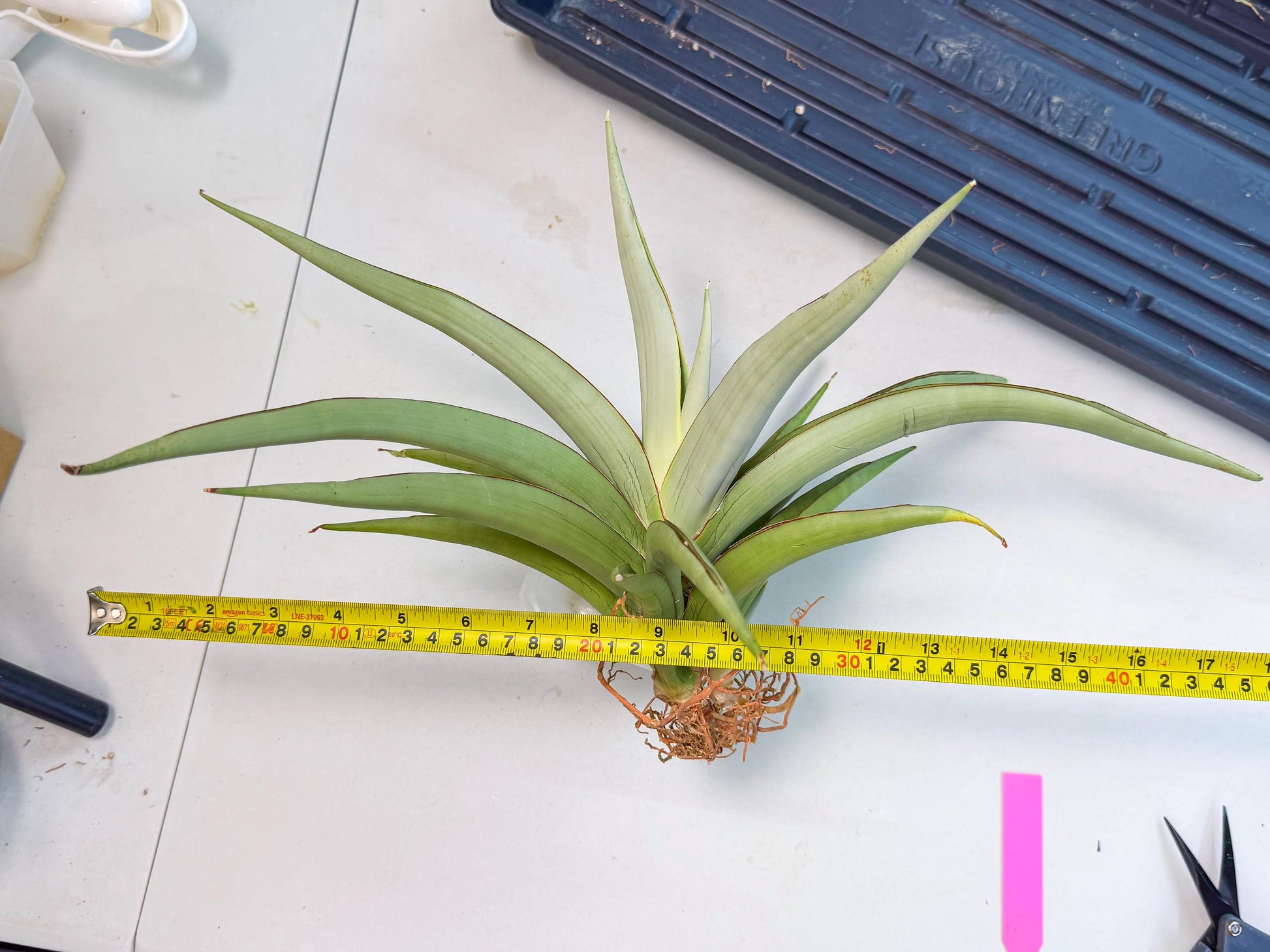 Sansevieria Chao Praya (p) | Rare Snake Plant