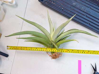 Sansevieria Chao Praya (p) | Rare Snake Plant