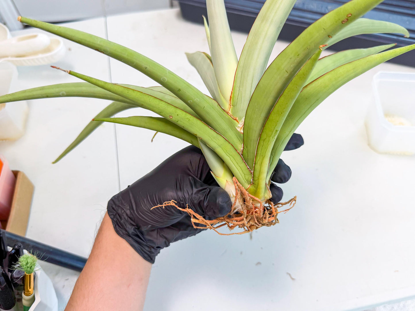 Sansevieria Chao Praya (p) | Rare Snake Plant