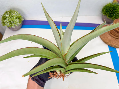 Sansevieria Chao Praya (p) | Rare Snake Plant