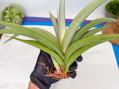 Sansevieria Chao Praya (p) | Rare Snake Plant