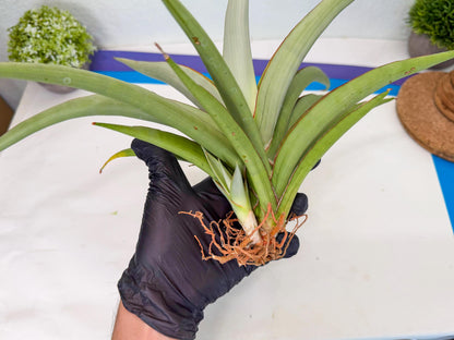 Sansevieria Chao Praya (p) | Rare Snake Plant