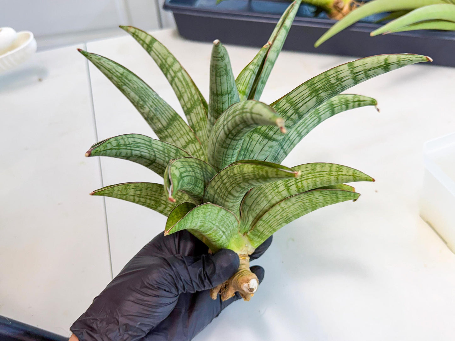 Sansevieria Phanphet (y) | Imported Indoor Snake Plant