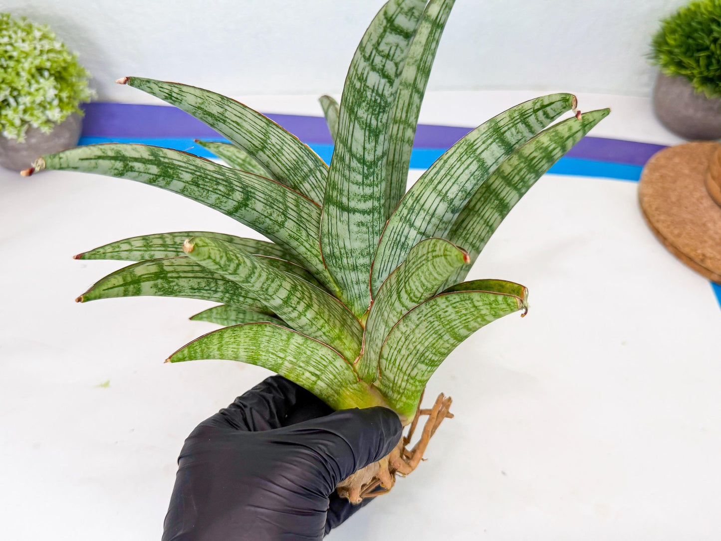 Sansevieria Phanphet (y) | Imported Indoor Snake Plant
