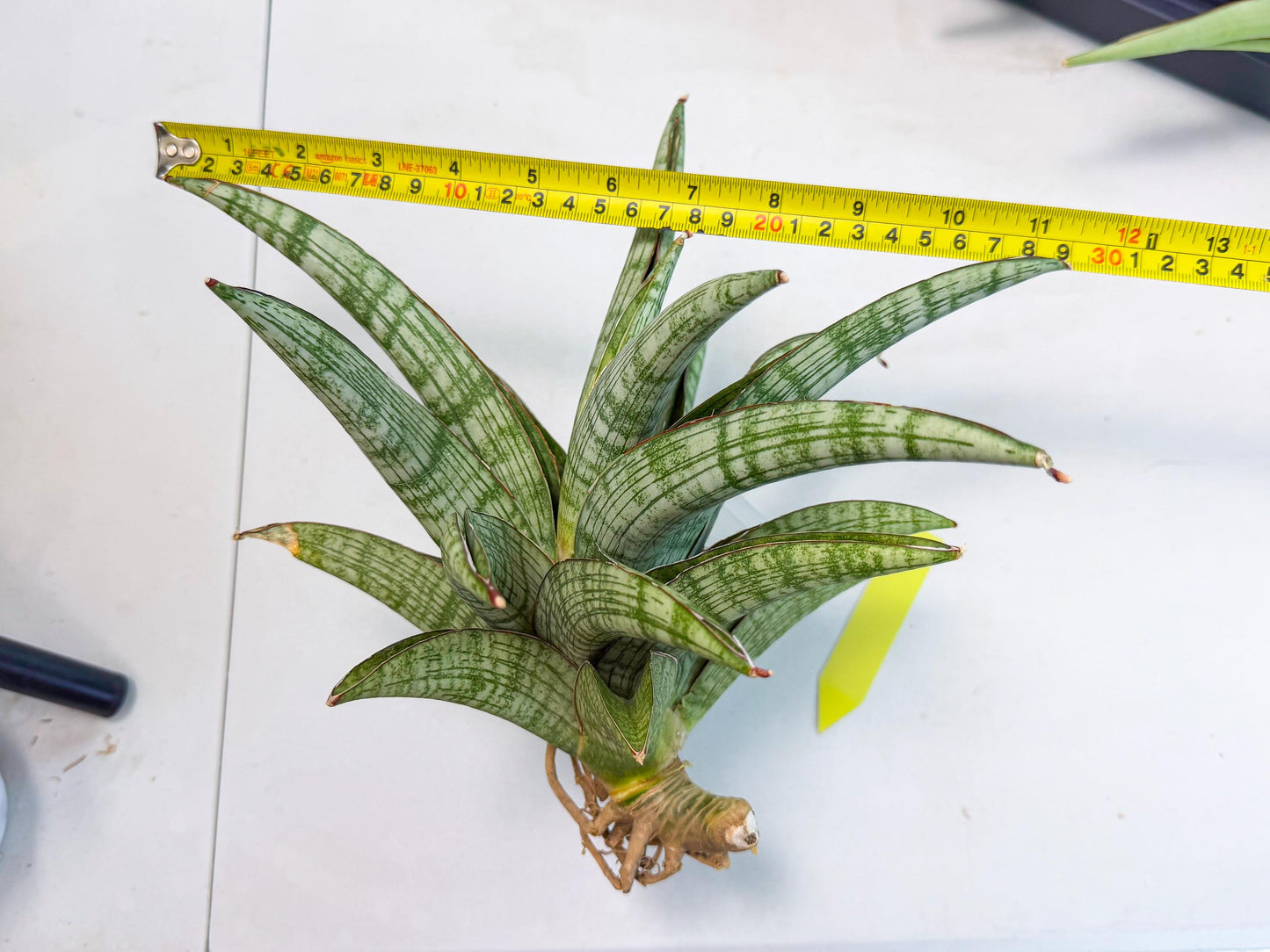 Sansevieria Phanphet (y) | Imported Indoor Snake Plant