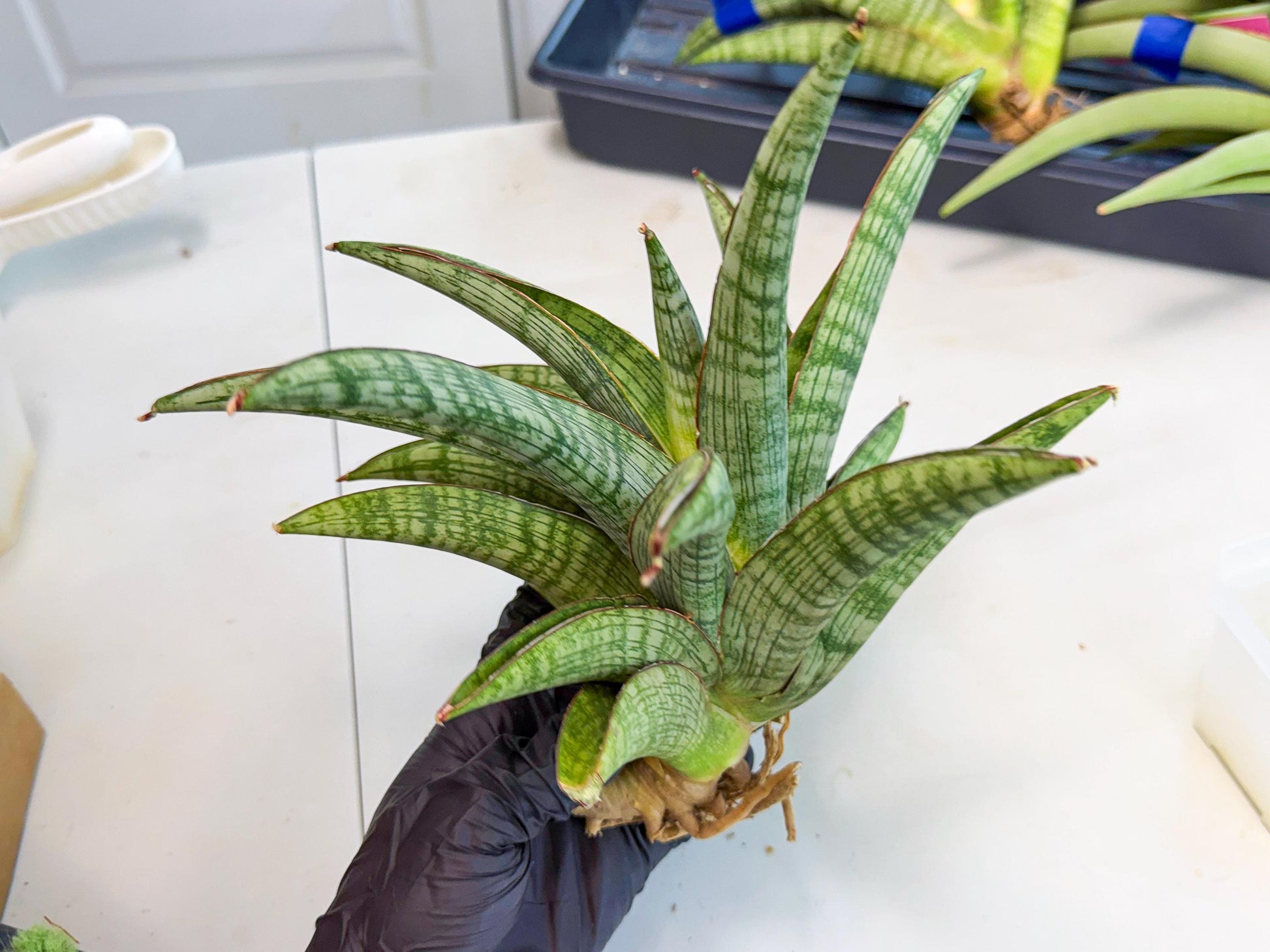 Sansevieria Phanphet (y) | Imported Indoor Snake Plant
