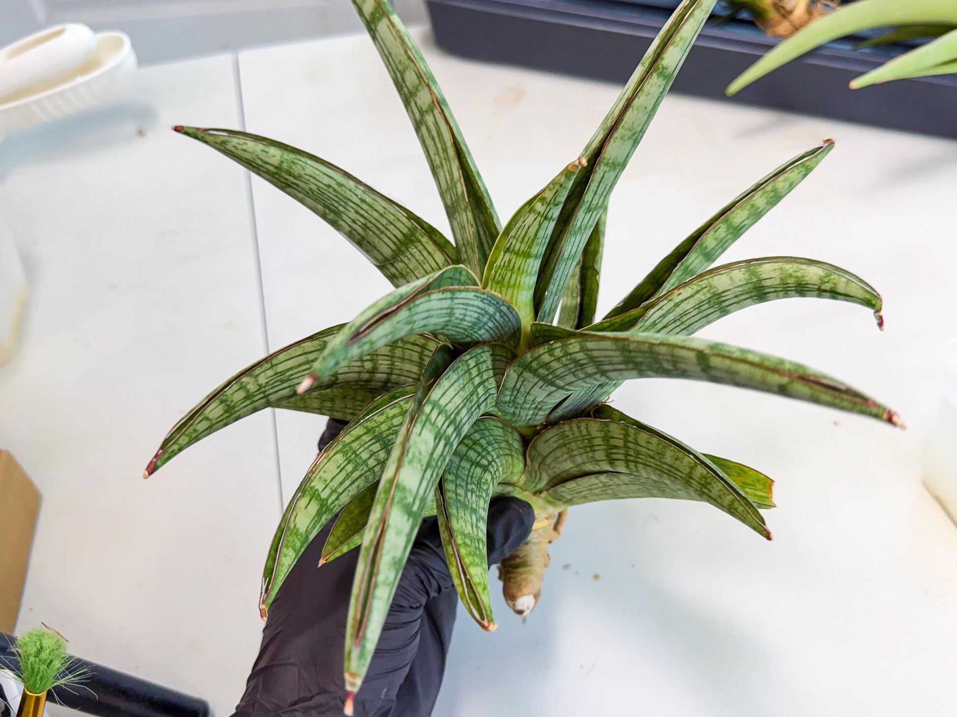 Sansevieria Phanphet (y) | Imported Indoor Snake Plant