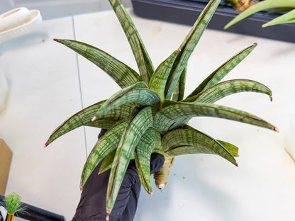 Sansevieria Phanphet (y) | Imported Indoor Snake Plant