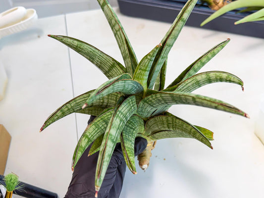 Sansevieria Phanphet (y) | Imported Indoor Snake Plant