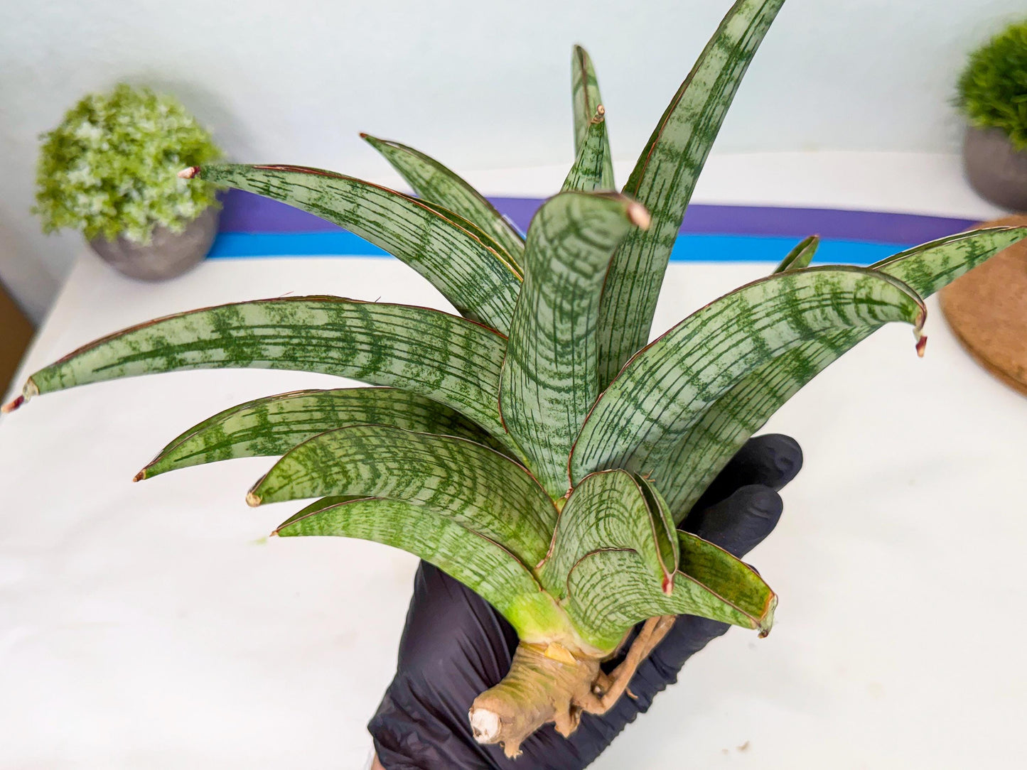 Sansevieria Phanphet (y) | Imported Indoor Snake Plant