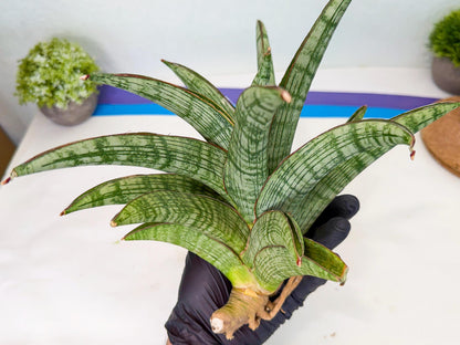 Sansevieria Phanphet (y) | Imported Indoor Snake Plant