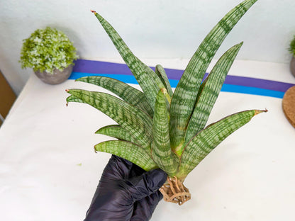 Sansevieria Phanphet (y) | Imported Indoor Snake Plant