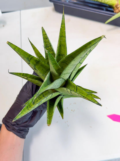 Sansevieria Piano (p) | Imported Indoor Snake Plant