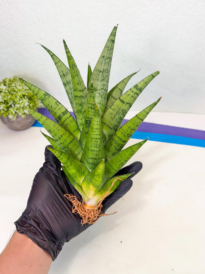 Sansevieria Piano (p) | Imported Indoor Snake Plant