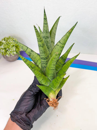 Sansevieria Piano (p) | Imported Indoor Snake Plant
