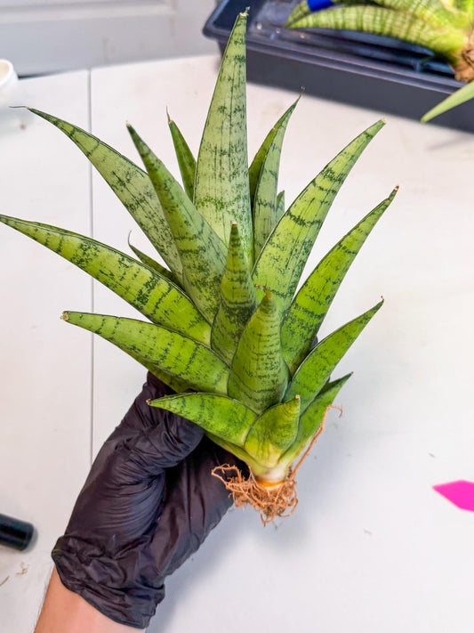 Sansevieria Piano (p) | Imported Indoor Snake Plant