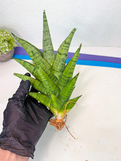 Sansevieria Piano (p) | Imported Indoor Snake Plant