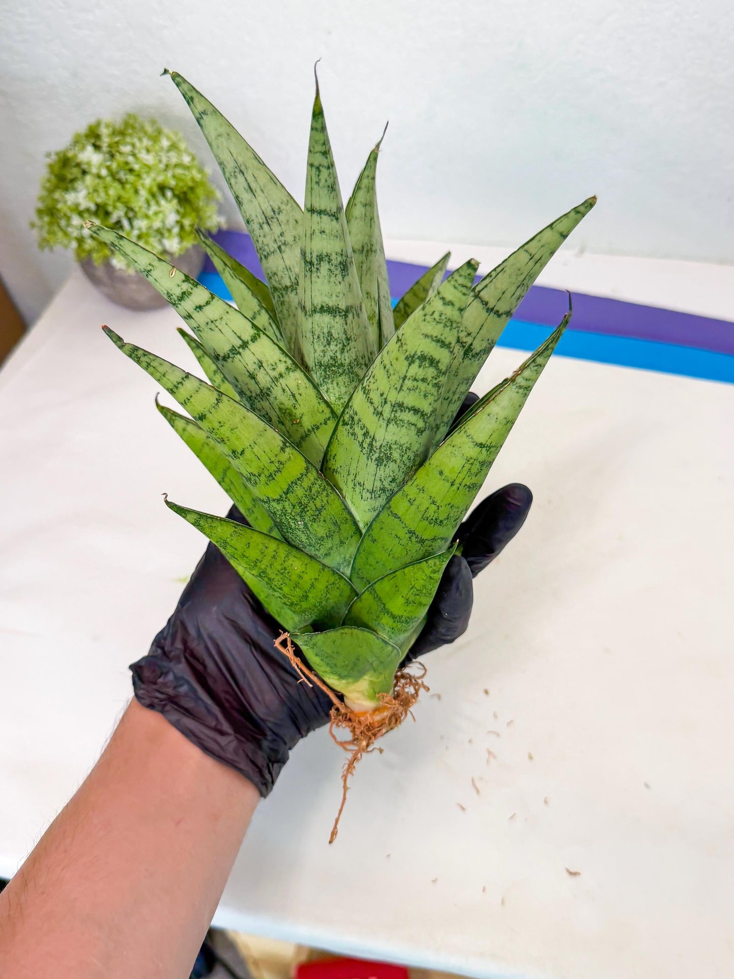 Sansevieria Piano (p) | Imported Indoor Snake Plant
