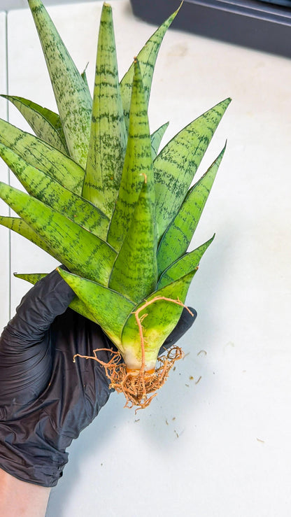 Sansevieria Piano (p) | Imported Indoor Snake Plant