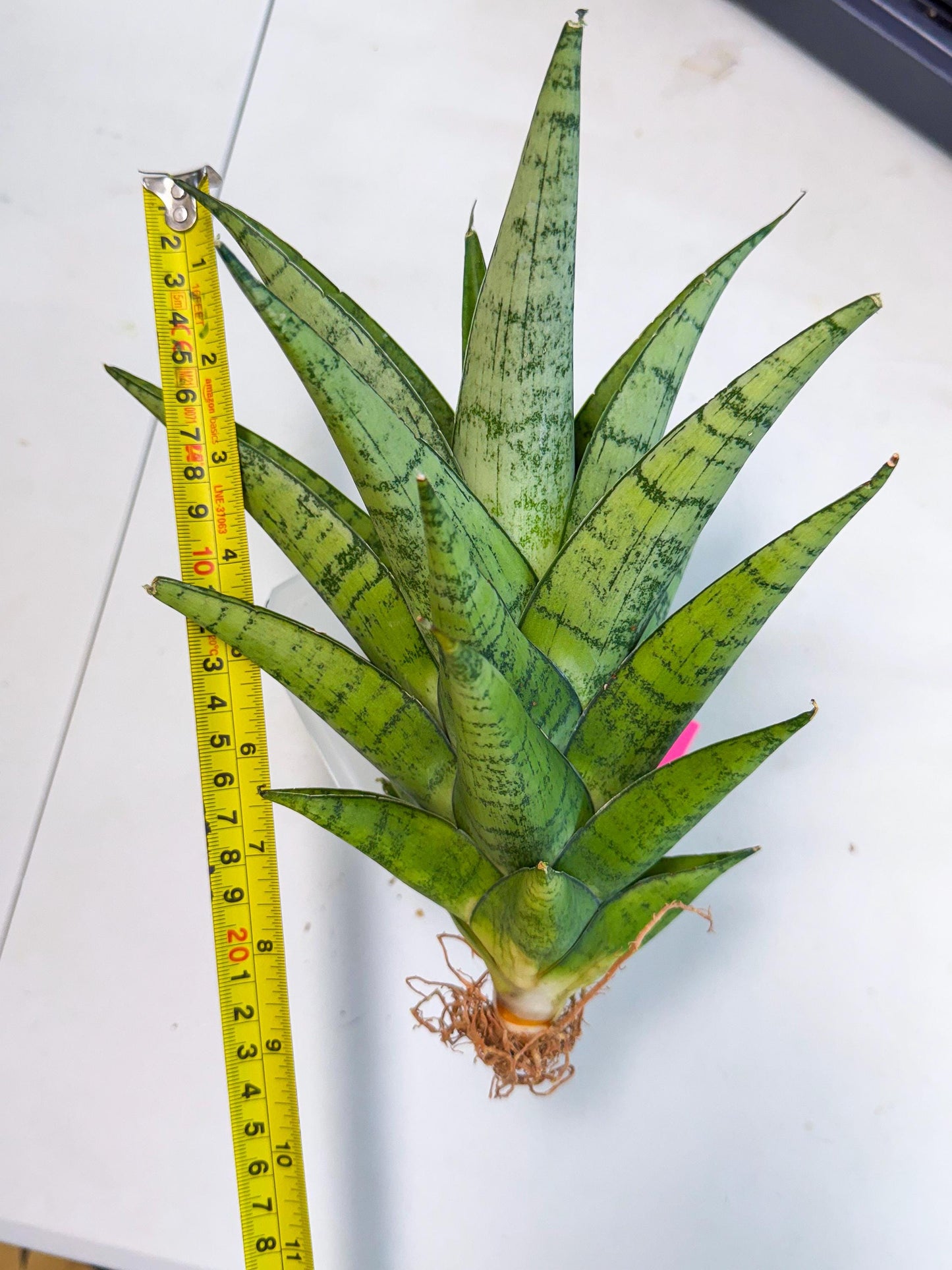 Sansevieria Piano (p) | Imported Indoor Snake Plant