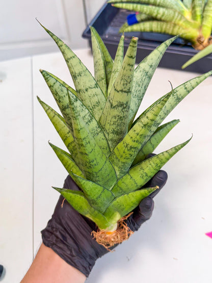 Sansevieria Piano (p) | Imported Indoor Snake Plant