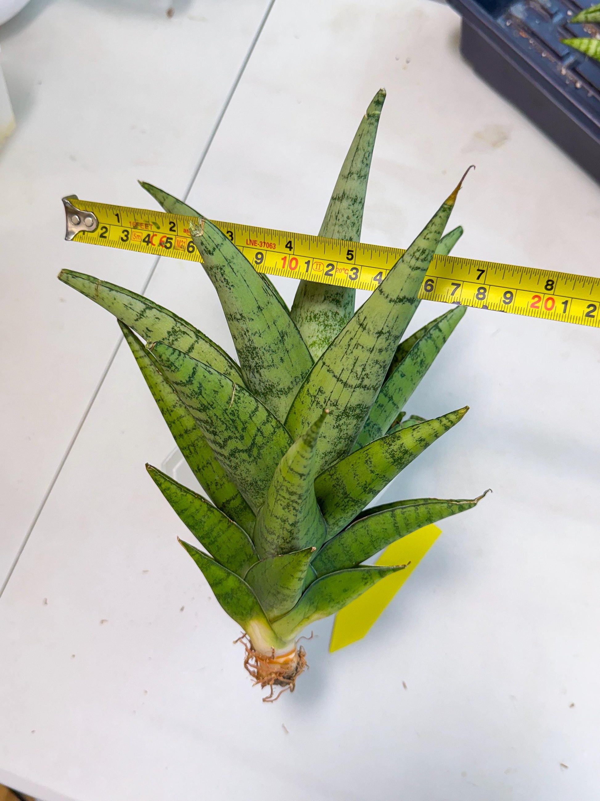 Sansevieria Piano (y) | Imported Indoor Snake Plant