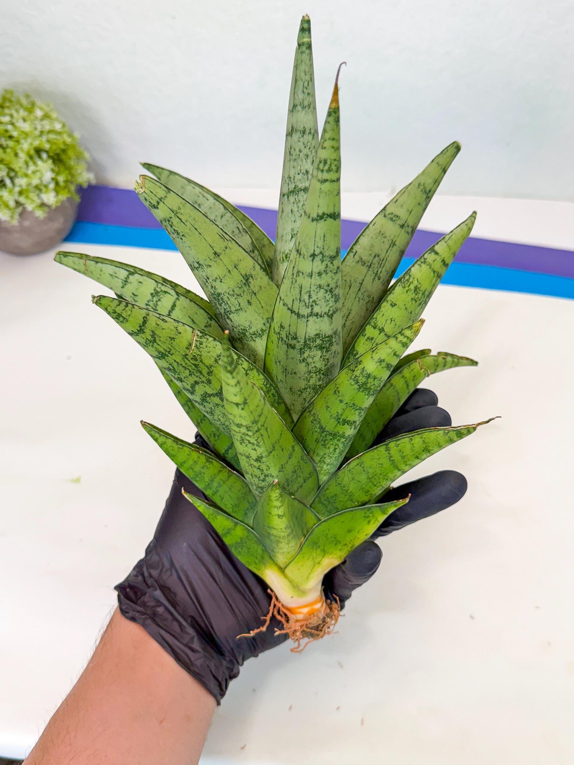 Sansevieria Piano (y) | Imported Indoor Snake Plant