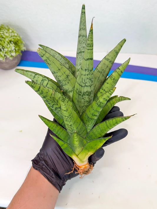 Sansevieria Piano (y) | Imported Indoor Snake Plant