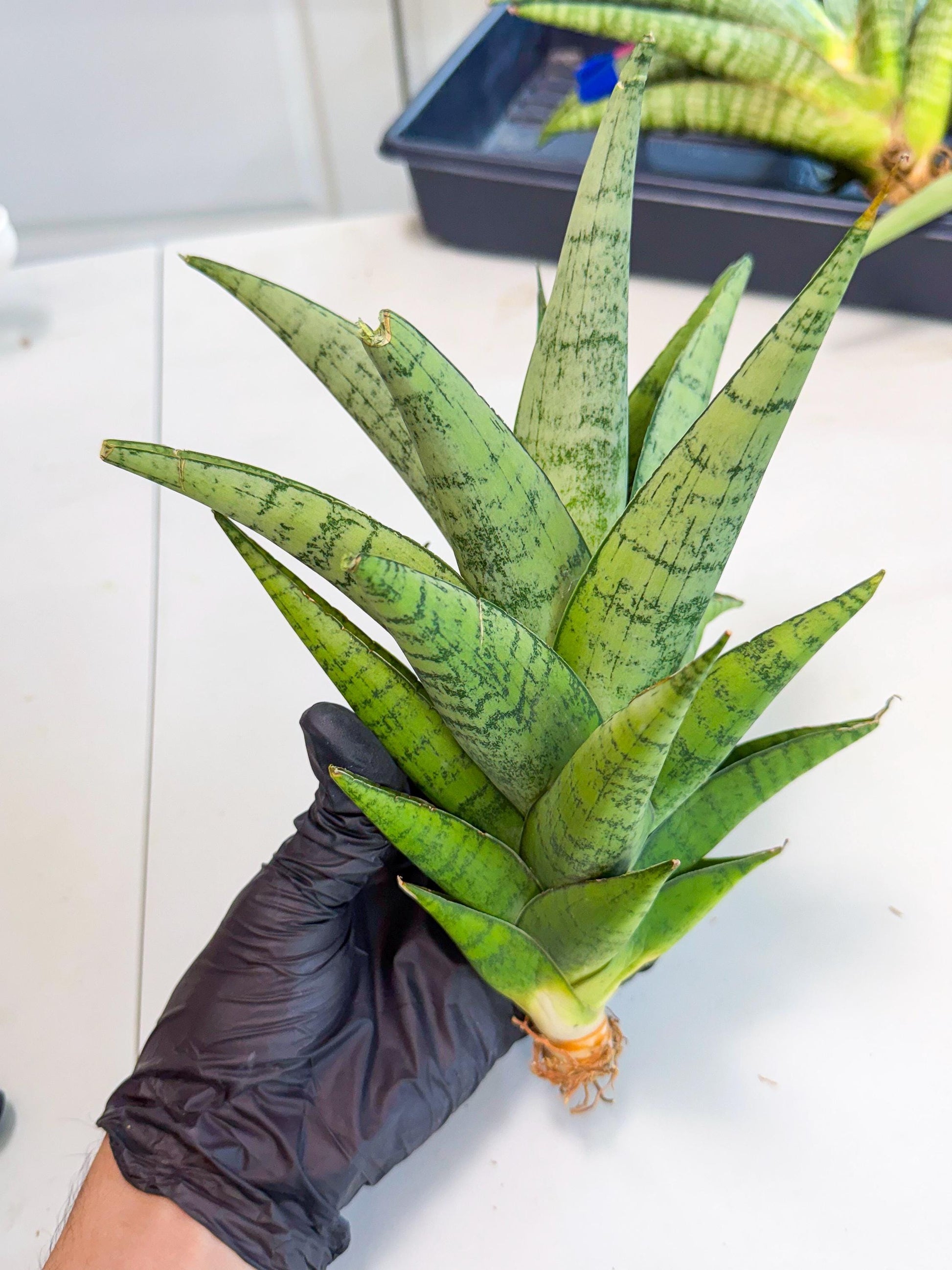 Sansevieria Piano (y) | Imported Indoor Snake Plant