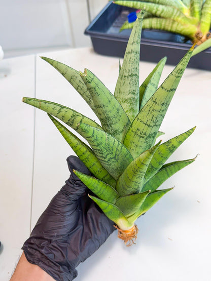 Sansevieria Piano (y) | Imported Indoor Snake Plant