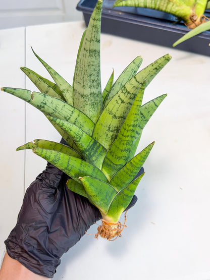 Sansevieria Piano (y) | Imported Indoor Snake Plant