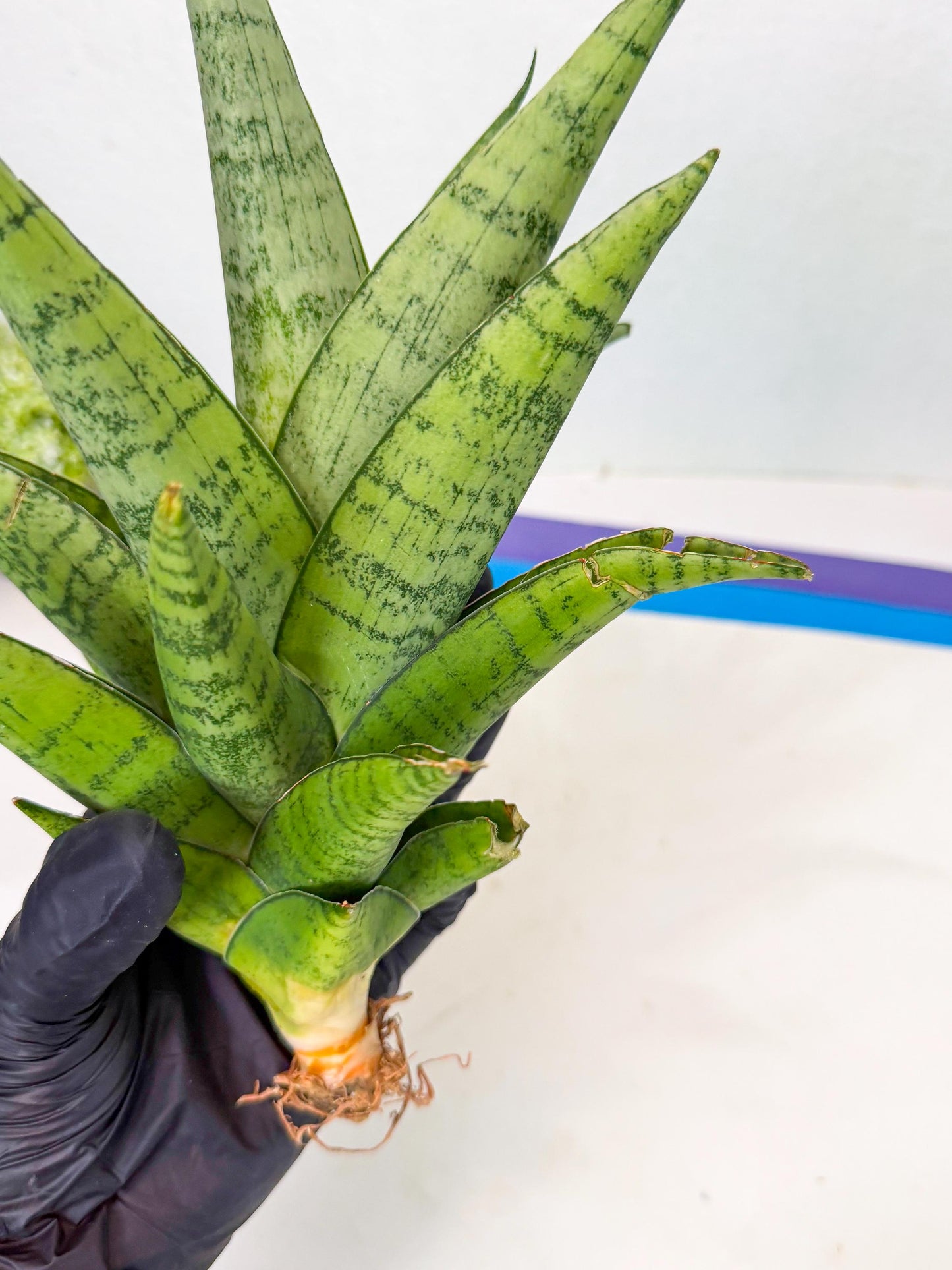 Sansevieria Piano (y) | Imported Indoor Snake Plant
