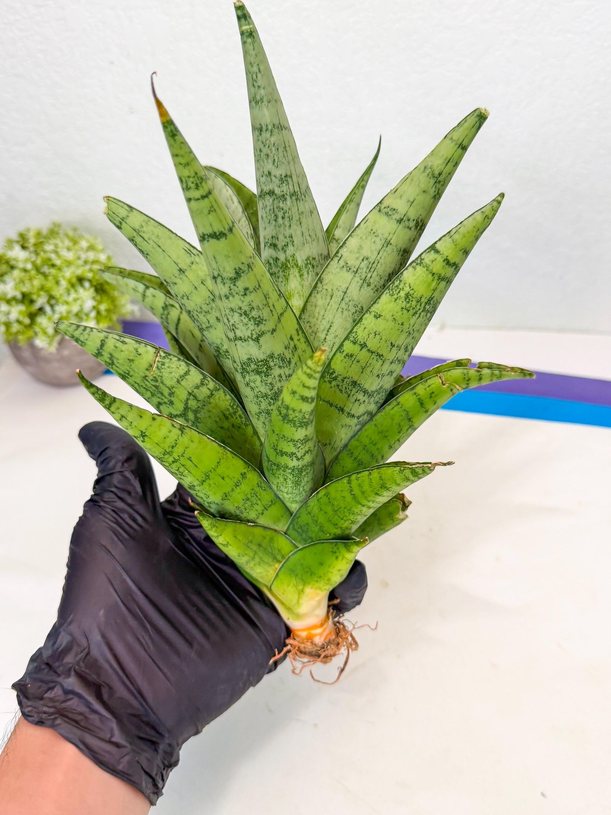 Sansevieria Piano (y) | Imported Indoor Snake Plant