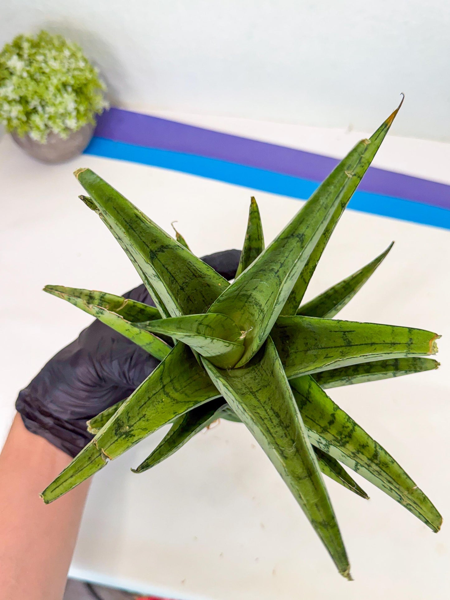 Sansevieria Piano (y) | Imported Indoor Snake Plant