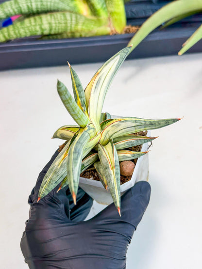 Sansevieria Blue Clone White Var (p) | Exact Plant From Listing