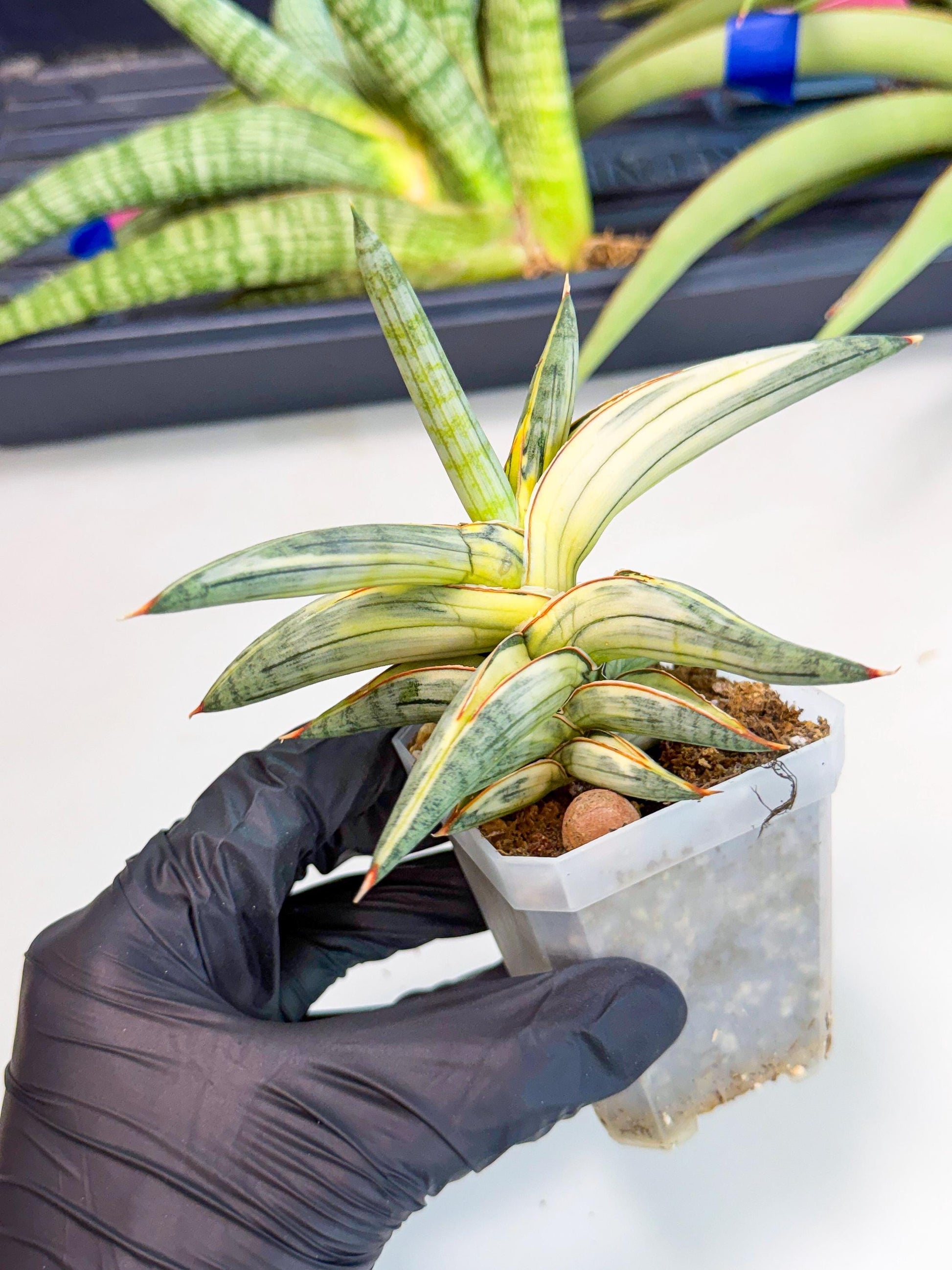 Sansevieria Blue Clone White Var (p) | Exact Plant From Listing