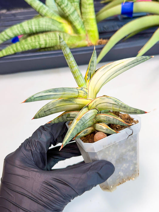 Sansevieria Blue Clone White Var (p) | Exact Plant From Listing