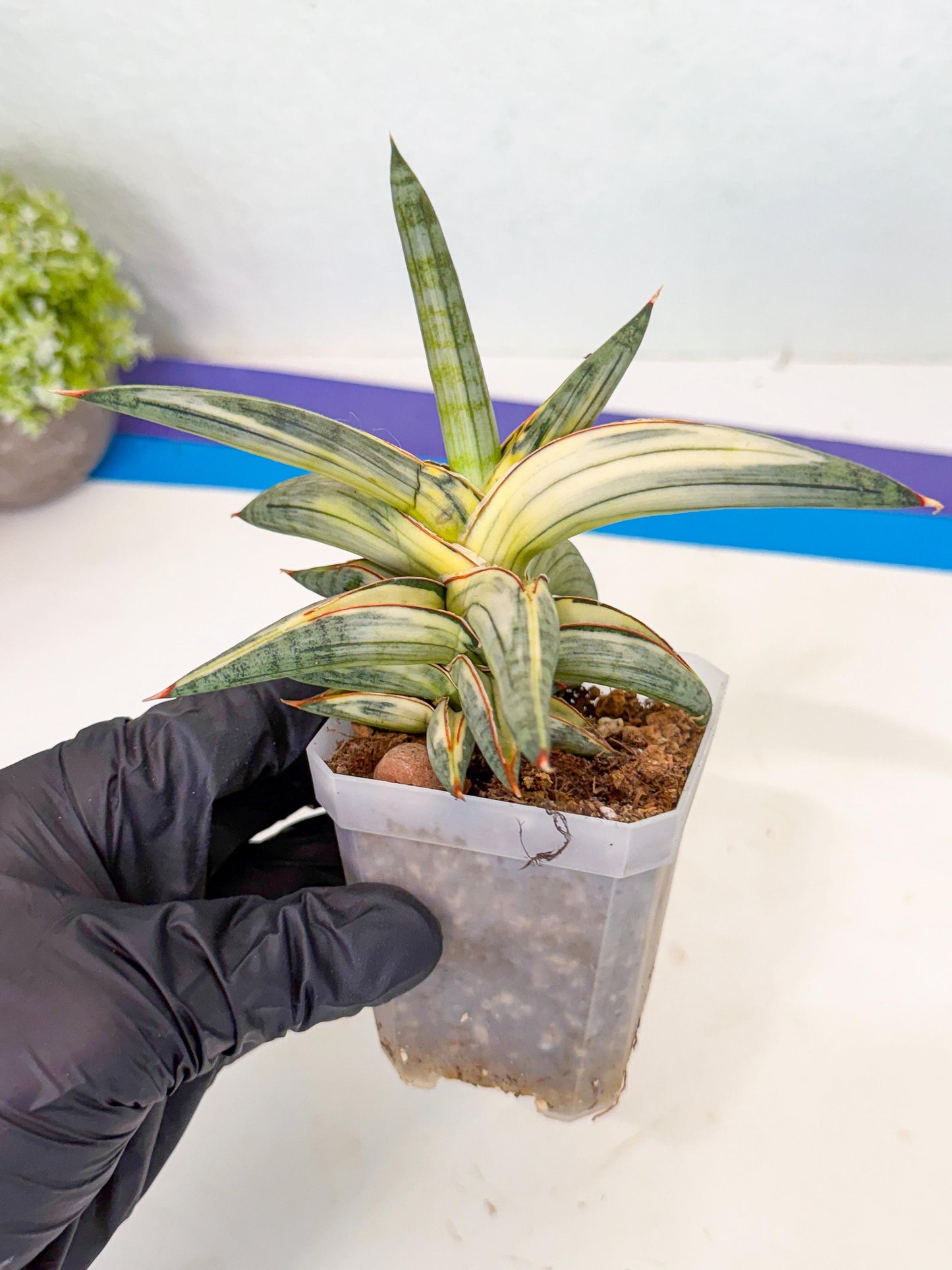 Sansevieria Blue Clone White Var (p) | Exact Plant From Listing
