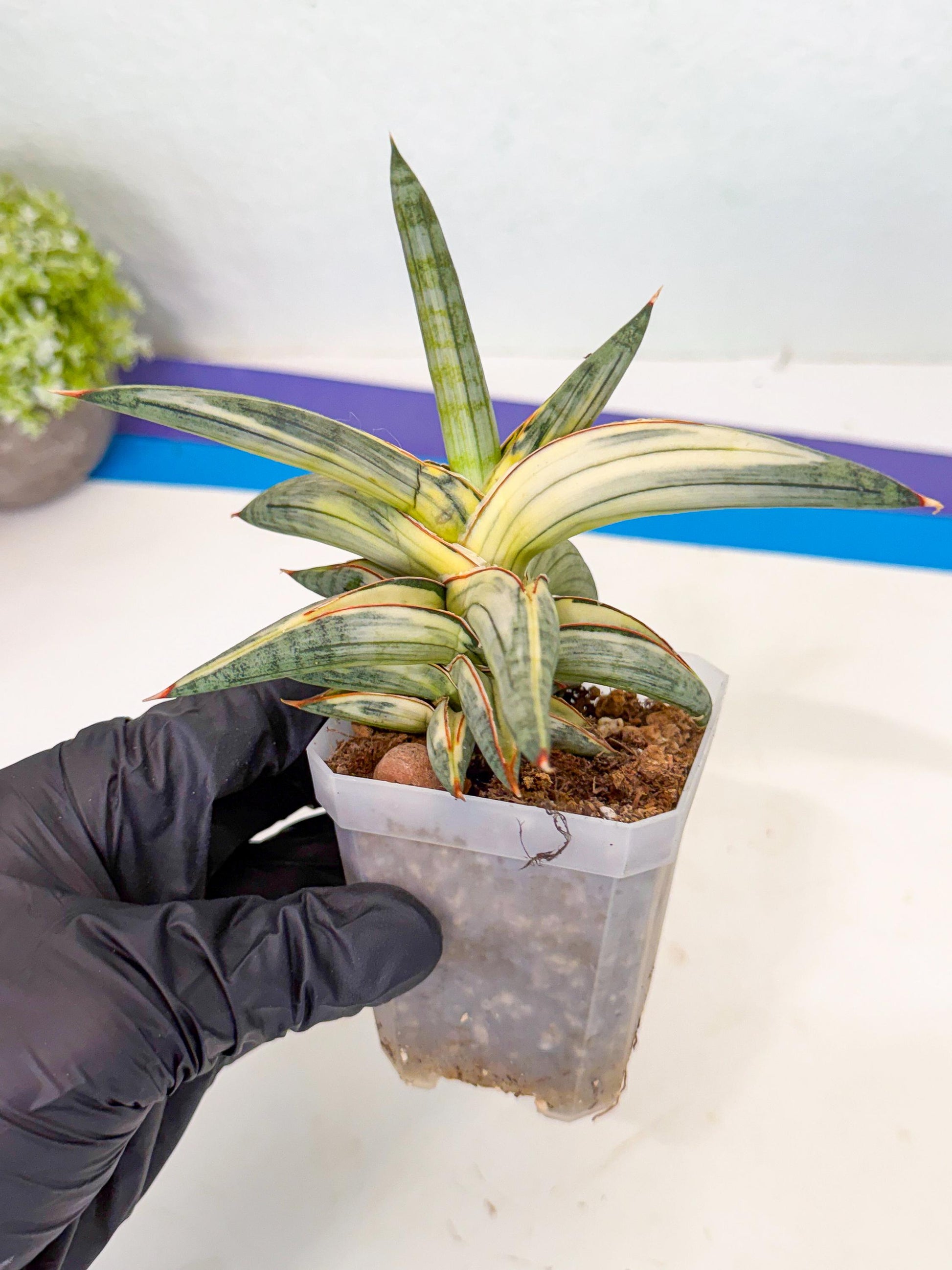 Sansevieria Blue Clone White Var (p) | Exact Plant From Listing