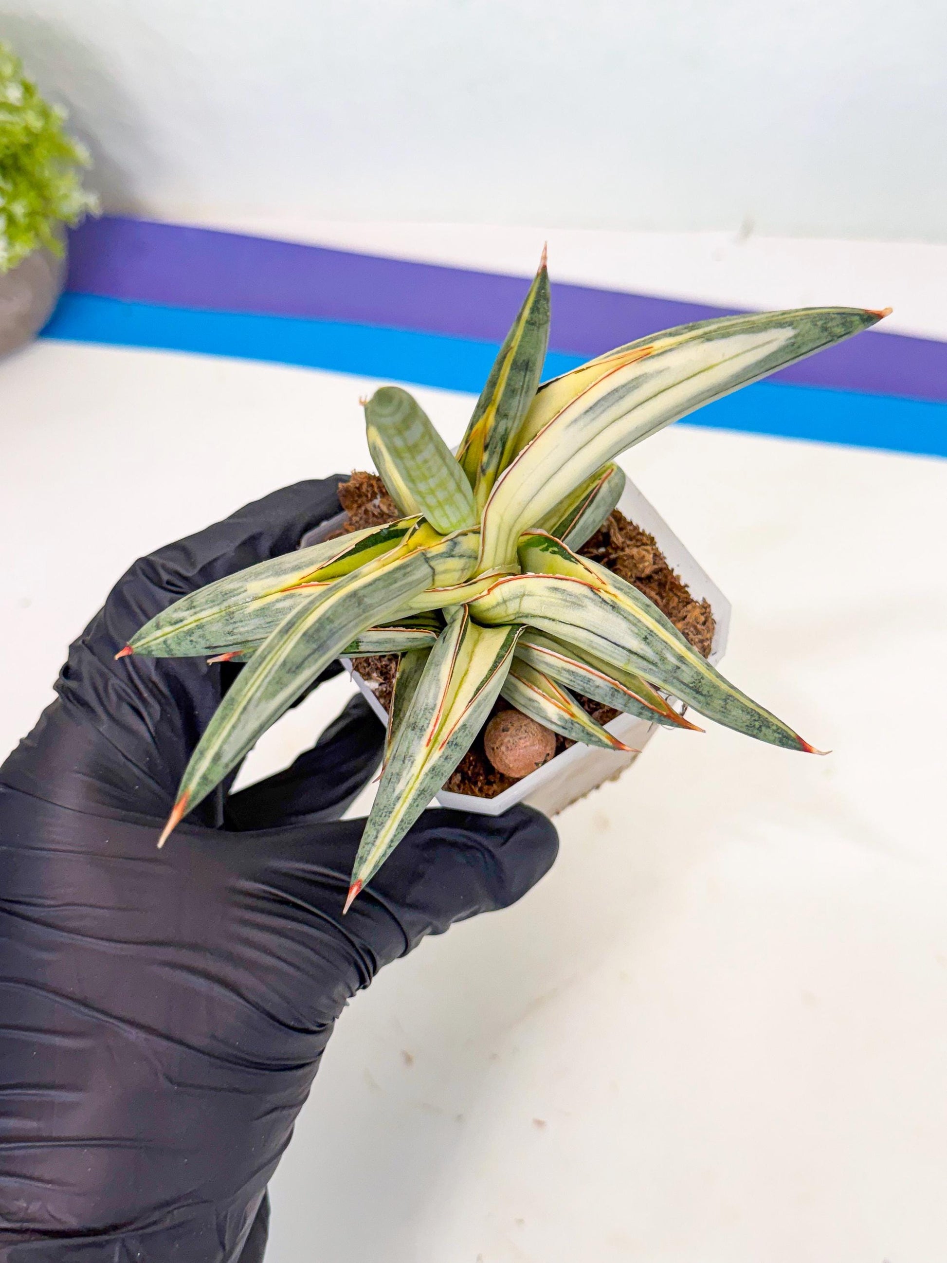 Sansevieria Blue Clone White Var (p) | Exact Plant From Listing